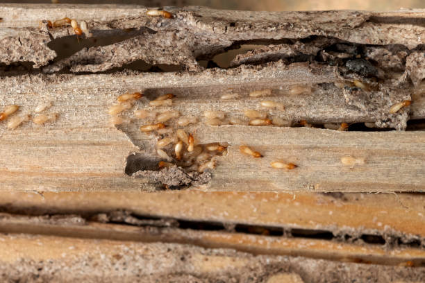 Best Affordable Pest Control Services  in Triana, AL